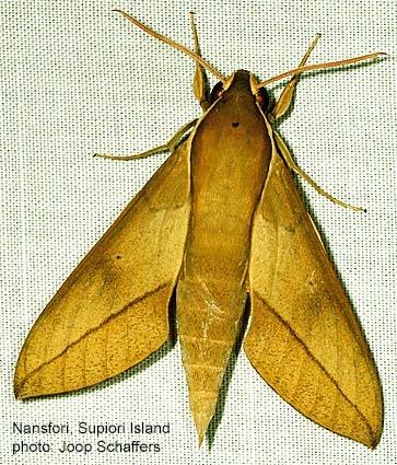 Thehra Insect Papua Insects Foundation (Lepidoptera/Sphingidae/Theretra tabubilensis)